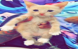 British Shorthair cats for sale: Kittens forsale  - Image 8