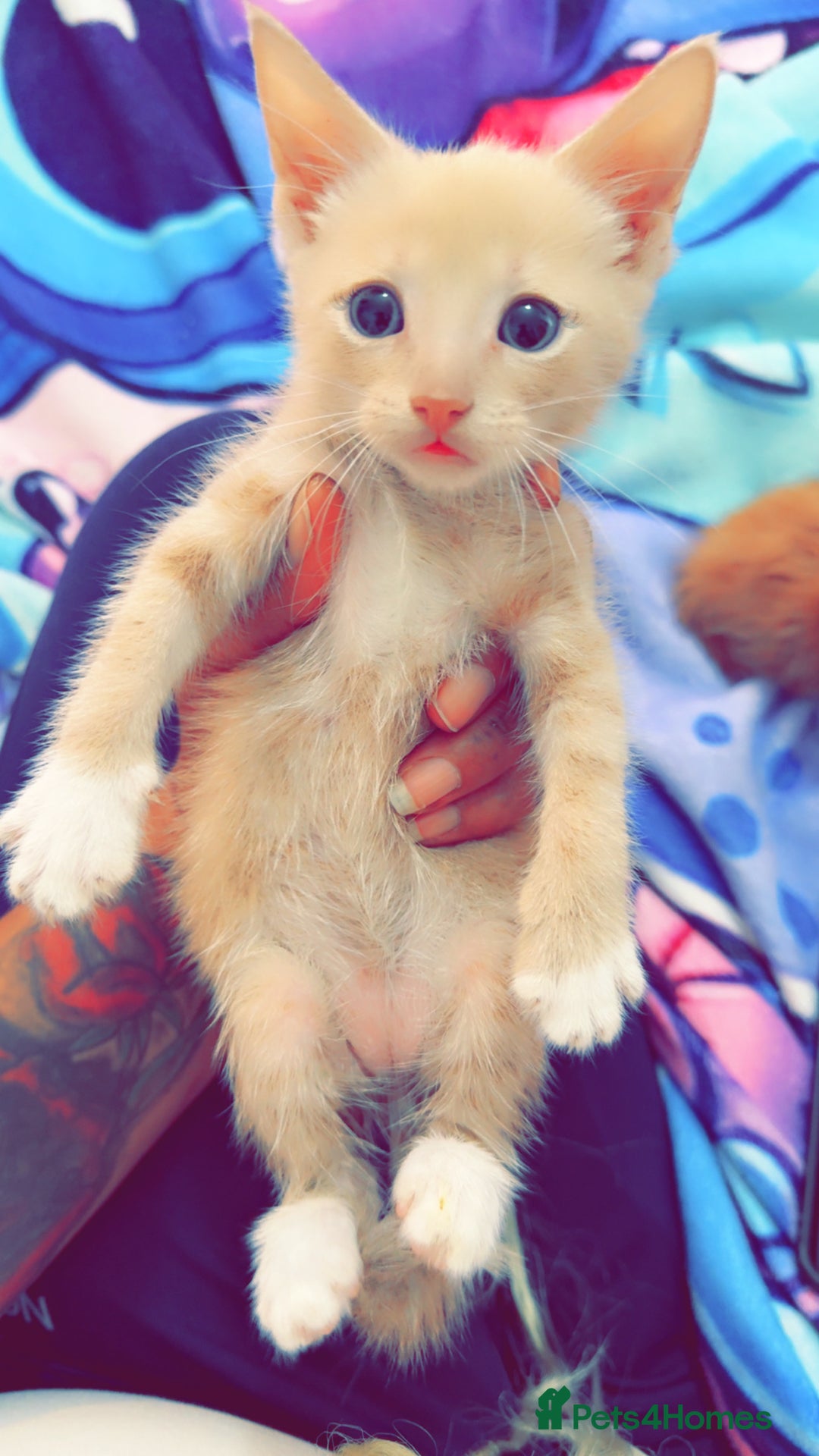 British Shorthair cats for sale: Kittens forsale  - Image 8