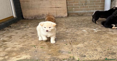 Japanese Shiba Inu dogs - Advert 16