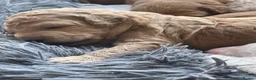 Australian Labradoodle dogs for sale: Australian Labradoodle Puppies for sale - Advert 19