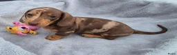 Miniature Dachshund dogs for sale: Gorgeous KC Registered, PRA Clear puppies  in Harlow - Advert 9