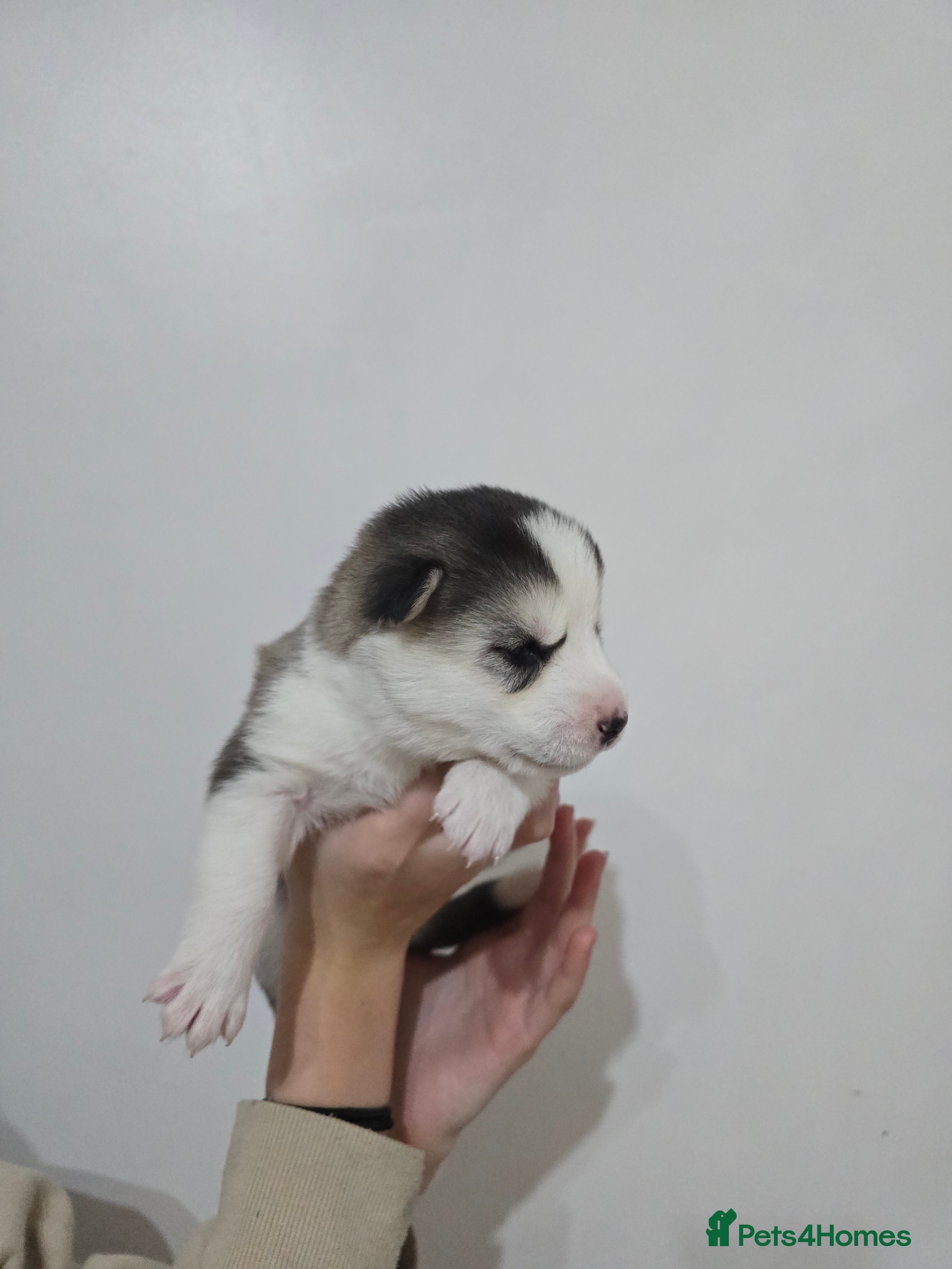 Alaskan Malamute dogs litter of chunky fluffy malamutes - Advert 2