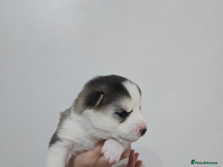 Alaskan Malamute dogs litter of chunky fluffy malamutes - Advert 2