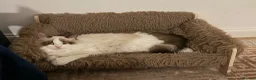 Ragdoll cats for sale: Ragdoll siblings to go to a home together.  - Advert 10