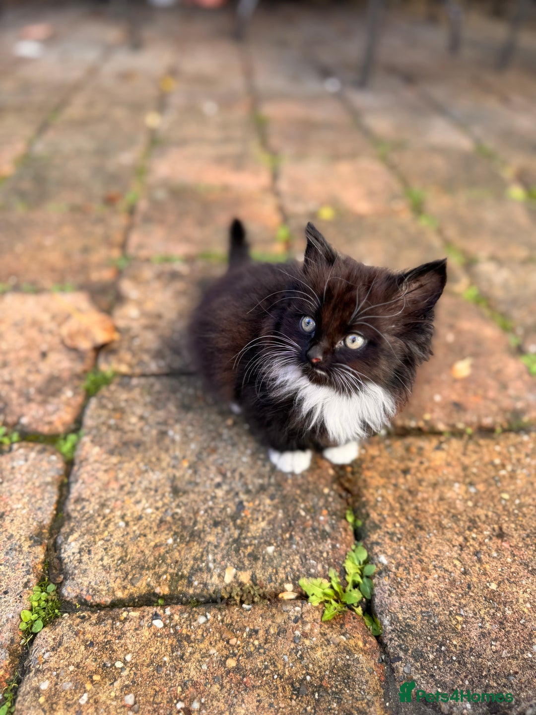 Mixed Breed cats for sale: two boys and a girl - Image 9