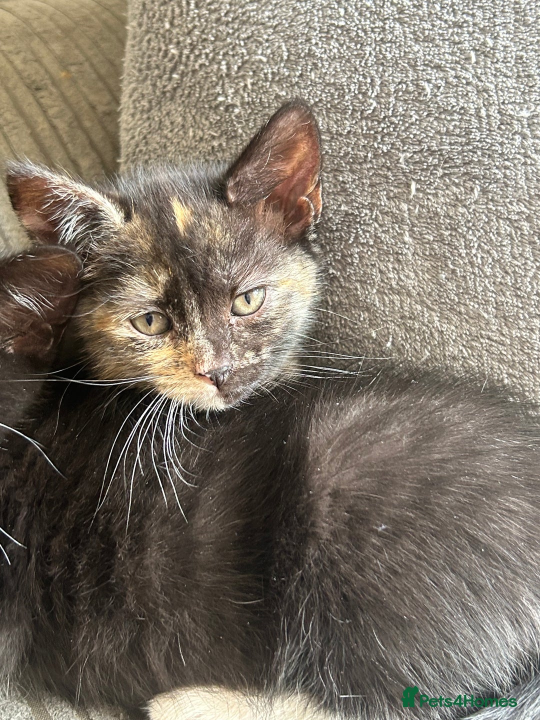 Mixed Breed cats for sale: 2 female kittens for sale  in Derby - Image 5