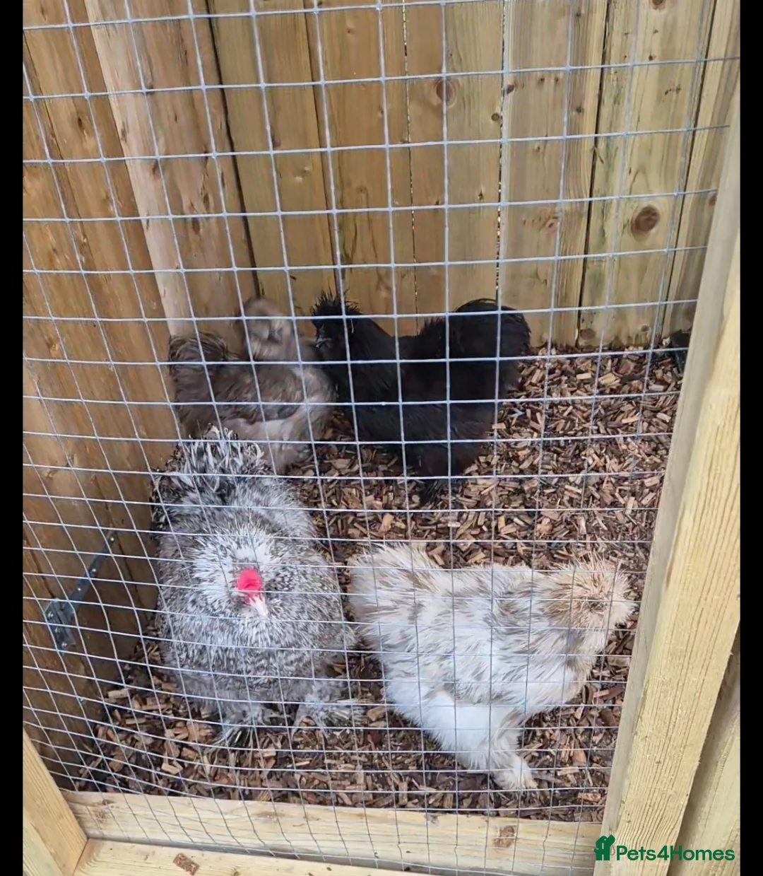 Chickens poultry for sale: Mixed Silkie Hatching aEggs - Advert 1