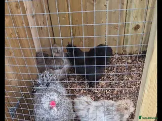 Chickens poultry for sale: Mixed Silkie Hatching aEggs - Advert 1