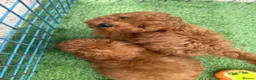 Toy Poodle dogs for sale: Toy poodle puppies - Advert 9