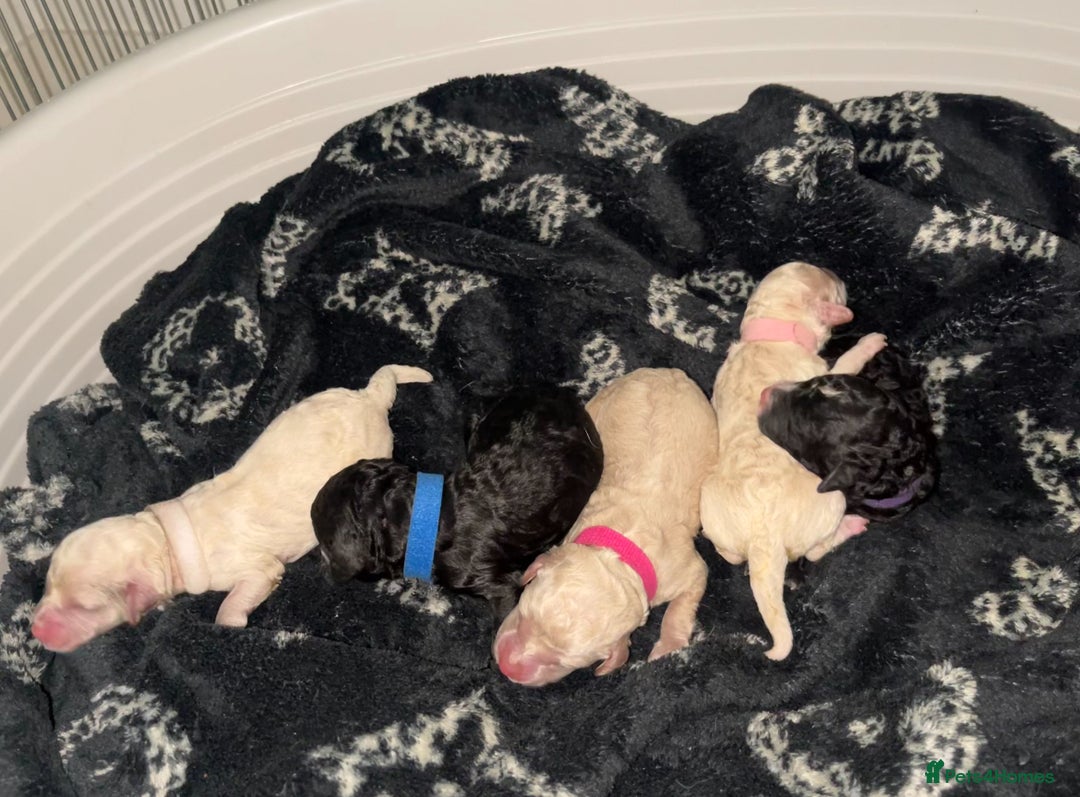 Cavapoochon dogs for sale: 🌟 Stunning F1B Cavapoochon puppies available now  - Image 1