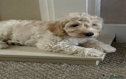 Cockapoo dogs for sale: Male Cream Cockapoo - Image 2