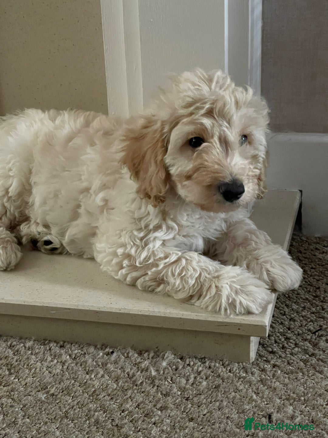 Cockapoo dogs for sale: Male Cream Cockapoo - Image 2