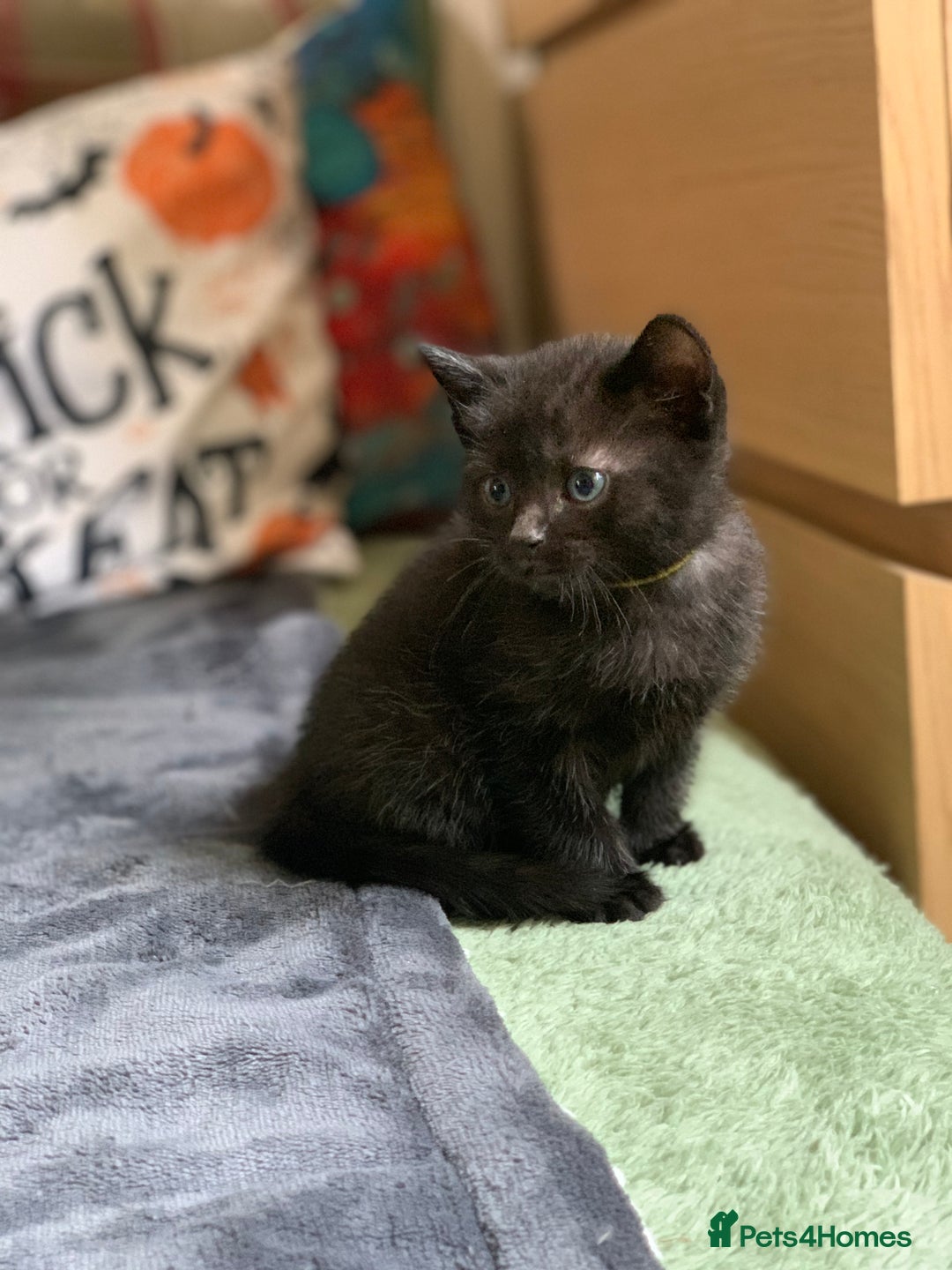 Russian Blue cats for sale: Beautiful Russian Blue x kittens READY NOW - Image 18