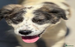 Mixed Breed dogs for adoption: ODIN, a superb young boy - for a Loving Home - Image 26