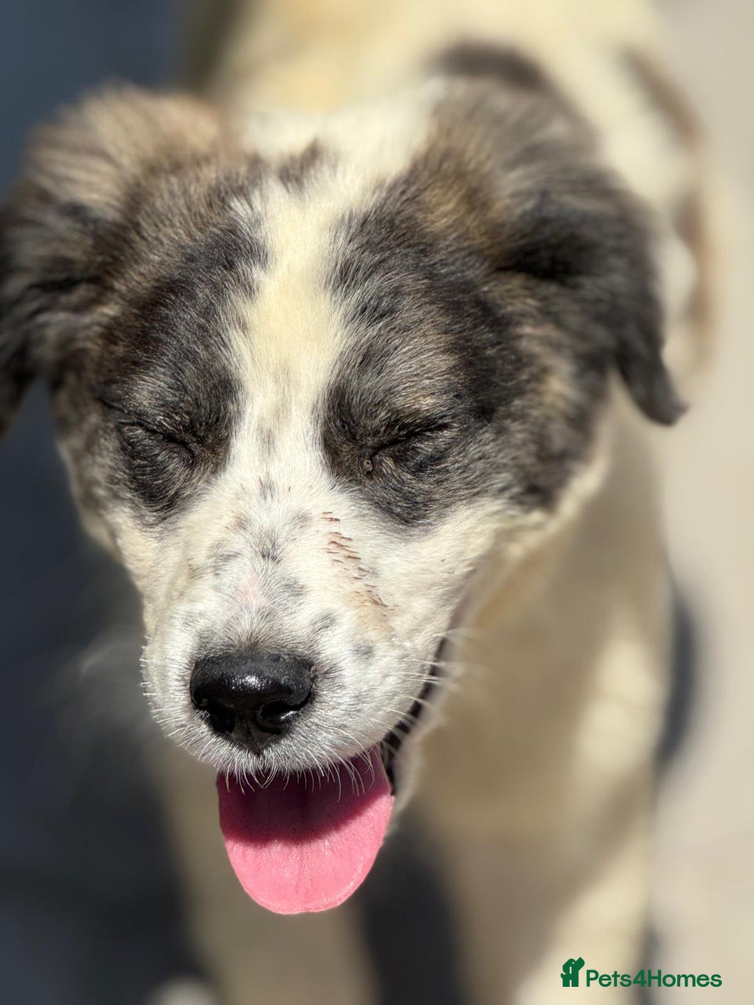 Mixed Breed dogs for adoption: ODIN, a superb young boy - for a Loving Home - Image 26