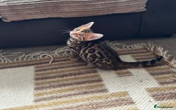Bengal cats for sale: TICA Bengal kittens for sale . 🐱 - Image 33