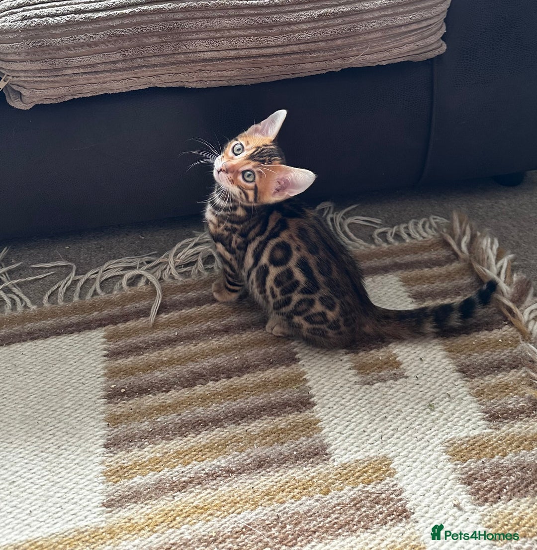 Bengal cats for sale: TICA Bengal kittens for sale . 🐱 - Image 33