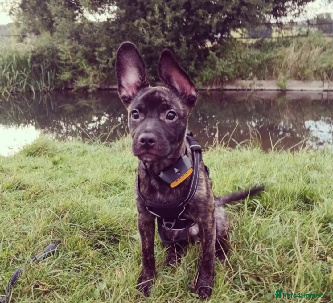 Mixed Breed dogs for sale: Cutie Frenchie Russel - Advert 3
