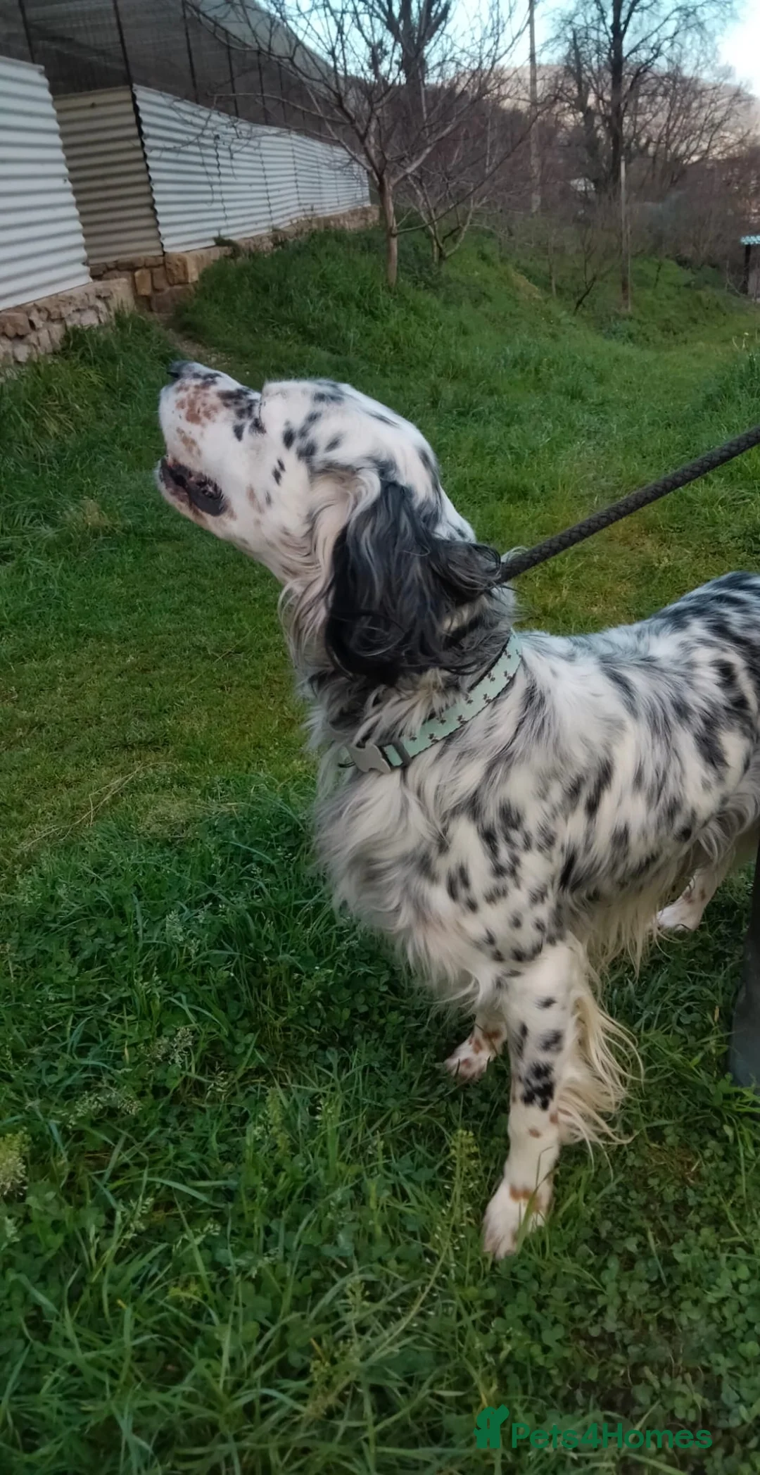 English Setter dogs for adoption: Icaro in Woking - Advert 2