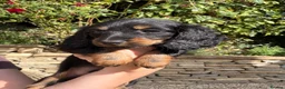 Miniature Dachshund dogs for sale: READY NOW KC Long-Haired Miniature Dachshund girl - Advert 9