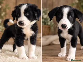 Mixed Breed dogs LAST 2 - REDUCED Bordernese puppies - Advert 5