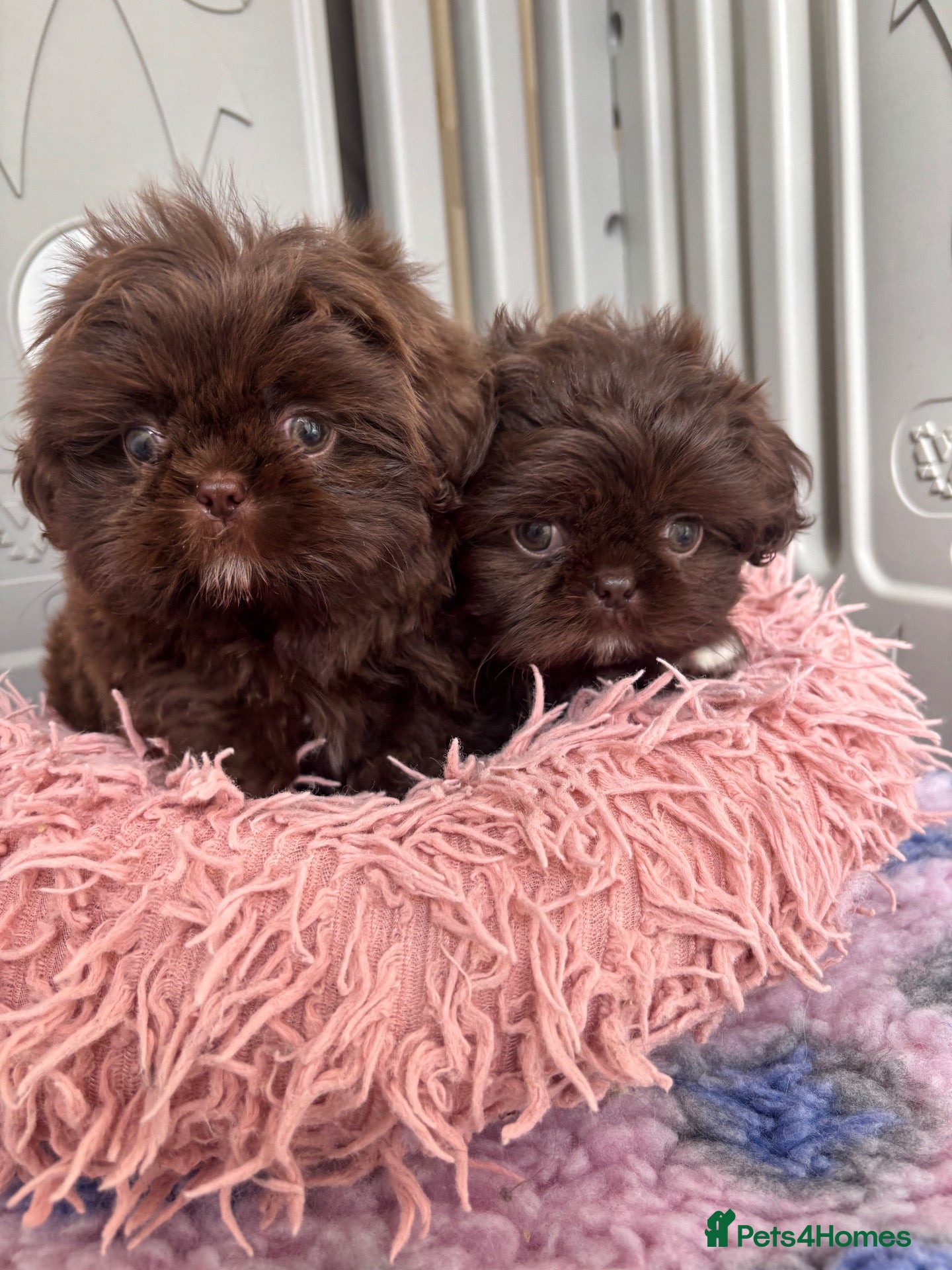 Shih Tzu dogs 💕Stunning Chocolate Shih Tzu💕 - Advert 1