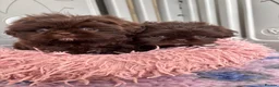 Shih Tzu dogs for sale: 💕Stunning Chocolate Shih Tzu💕 - Advert 1