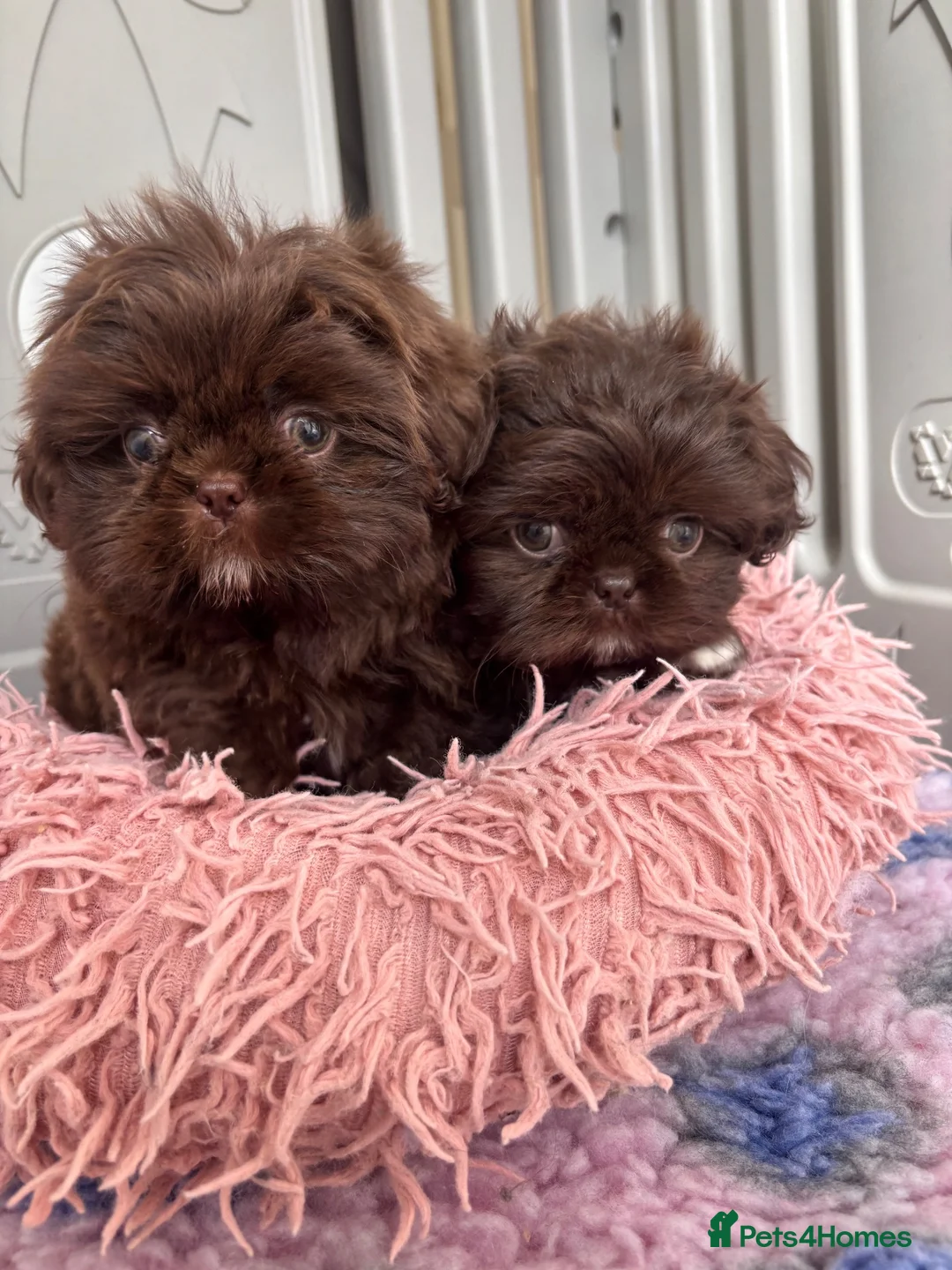 Shih Tzu dogs for sale: 💕Stunning Chocolate Shih Tzu💕 - Advert 1