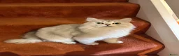 British Longhair cats for sale: Pure British Longhair Female  - Advert 8