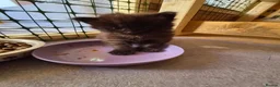 Maine Coon cats for sale: 1 Boy 1 Girl TAKE HOME TODAY - Advert 17