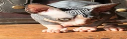 Sphynx cats for sale: Beautiful Sphynx baby girl - Advert 9