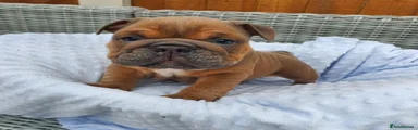 English Bulldog 3