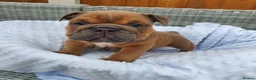 English Bulldog dogs for sale: 4 beautiful English bulldog puppies  - Advert 6
