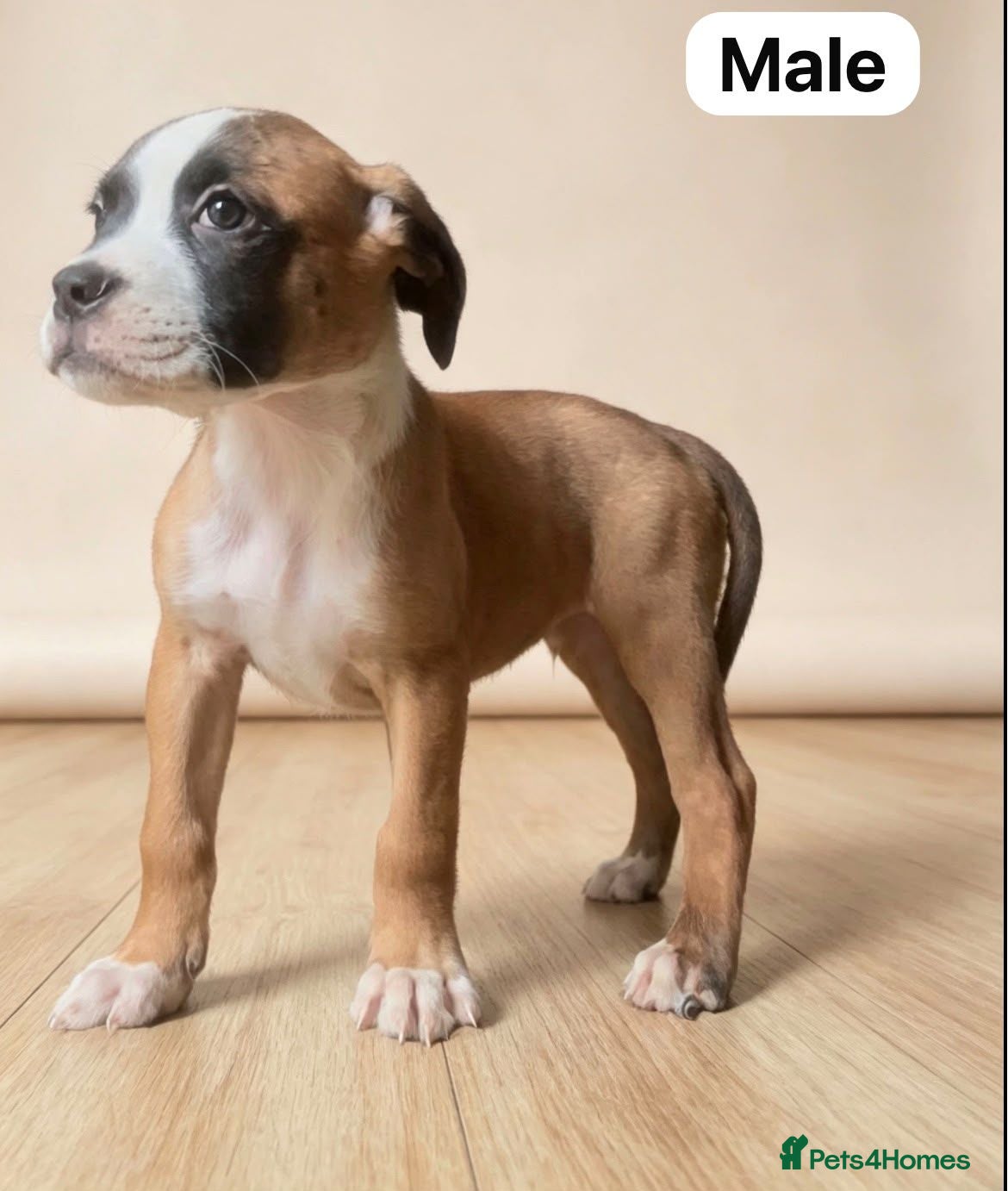 Boxer dogs beautiful puppies - Advert 1