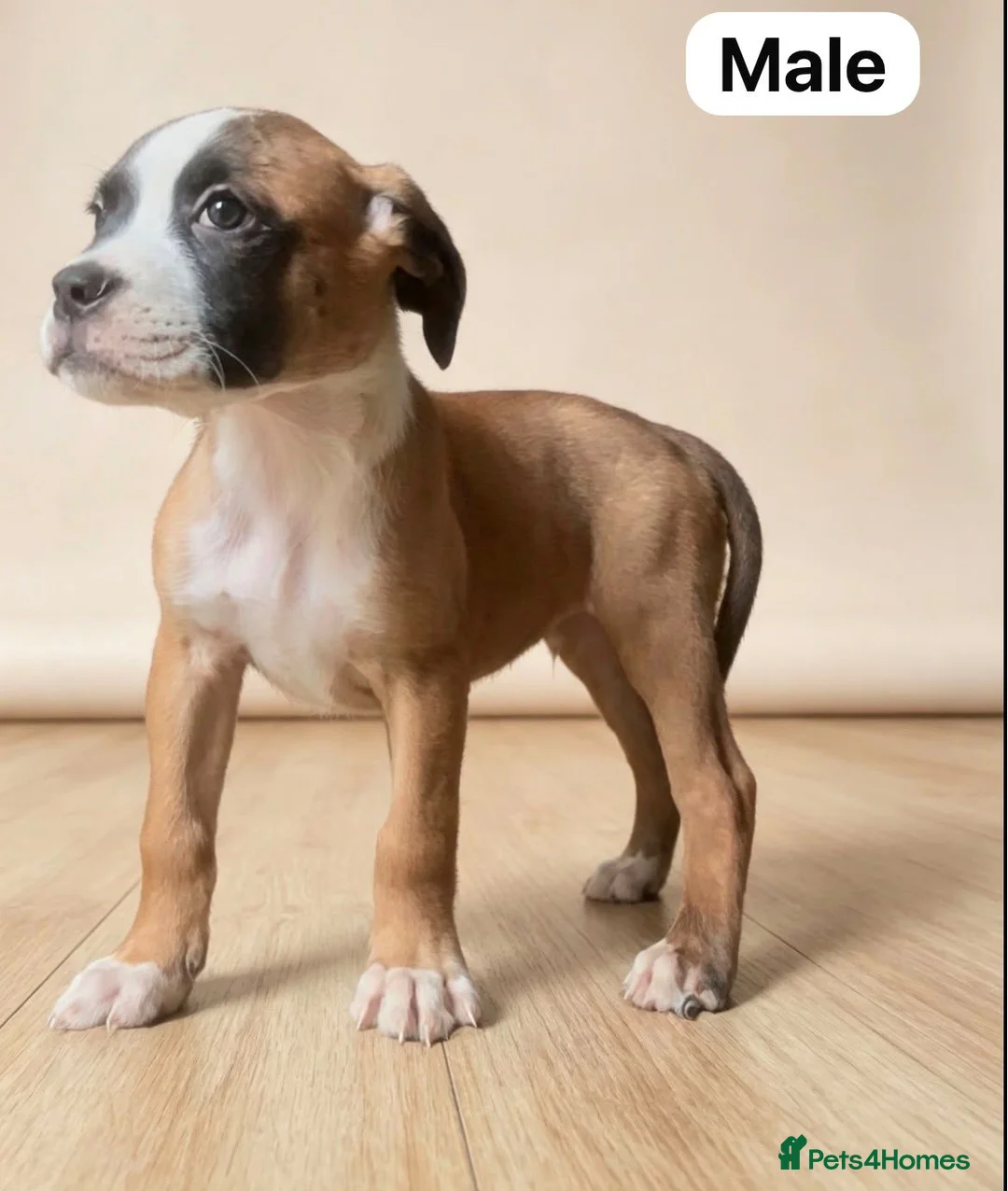 Boxer dogs for sale: beautiful puppies - Advert 1
