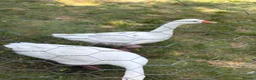 Geese poultry for sale: 2 geese for sale  in Northwich - Advert 2