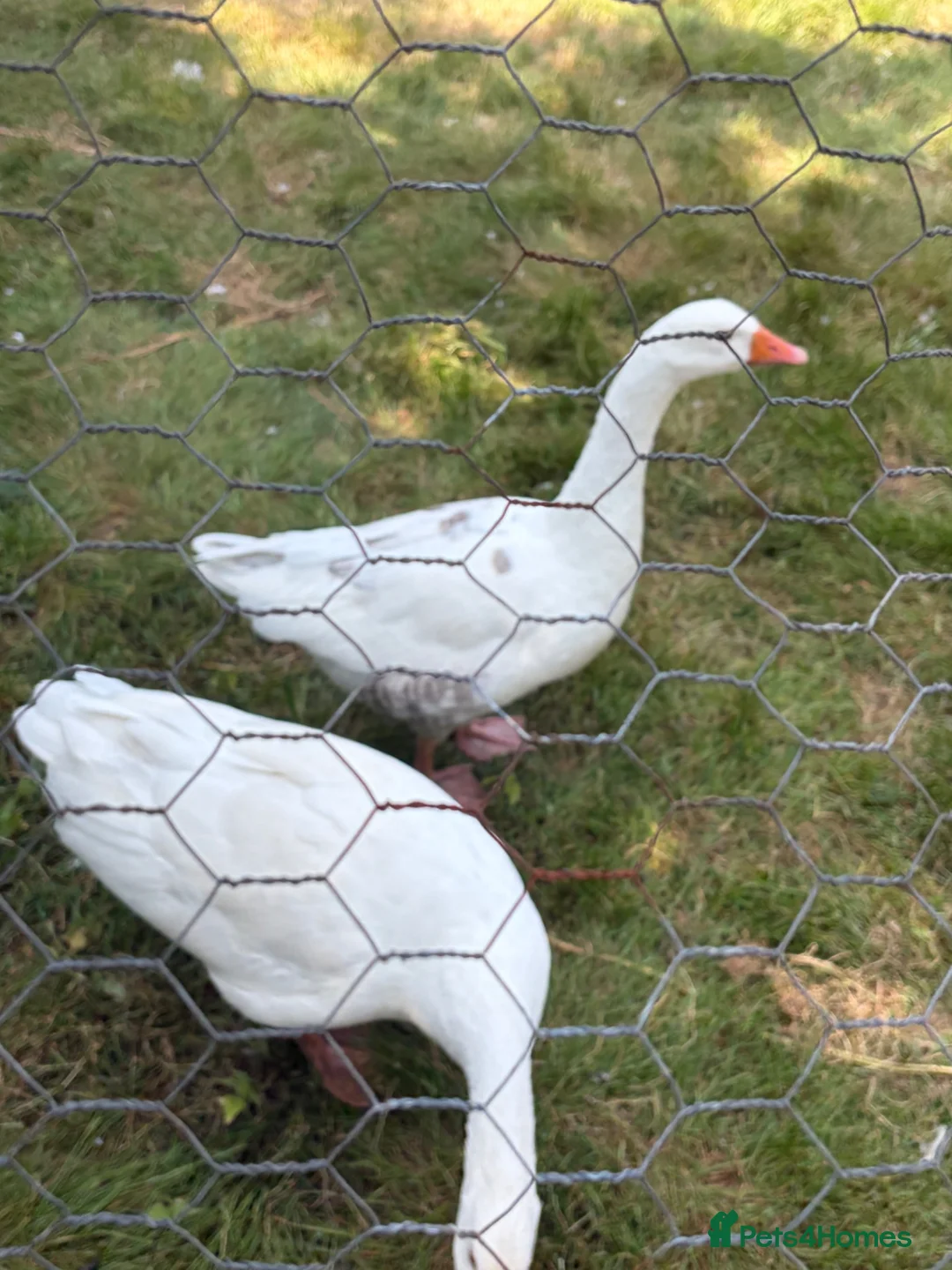 Geese poultry for sale: 2 geese for sale  in Northwich - Advert 2