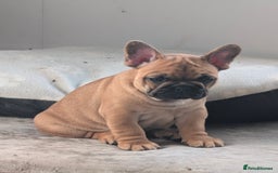 French Bulldog dogs for sale: Stunning Red fawn black & tan KC reg frenchie pups - Image 5