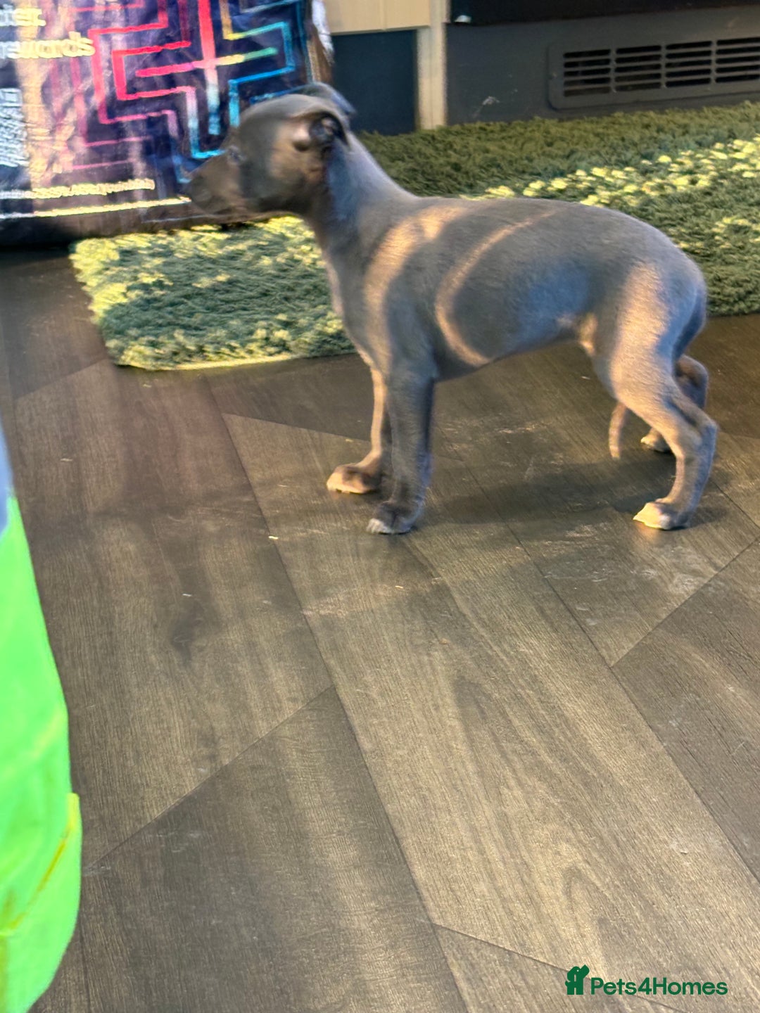 Whippet dogs for sale: 5 beautiful kc registered whippit puppies  - Advert 17