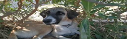 Mixed Breed dogs for adoption: 🆘 Urgent Puppy - Adorable Vega 🐾🐶 - Advert 5