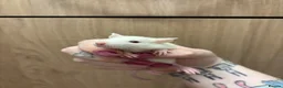 Rat rodents for sale: Gorgeous pedigree dwarf rat pups - Advert 14