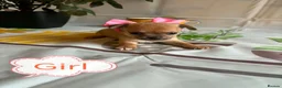 Chihuahua dogs for sale: Chihuahua puppies - Advert 9