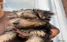 Yorkshire Terrier dogs for sale: Yorkshire terriers 1 boy 3 girls - Image 12