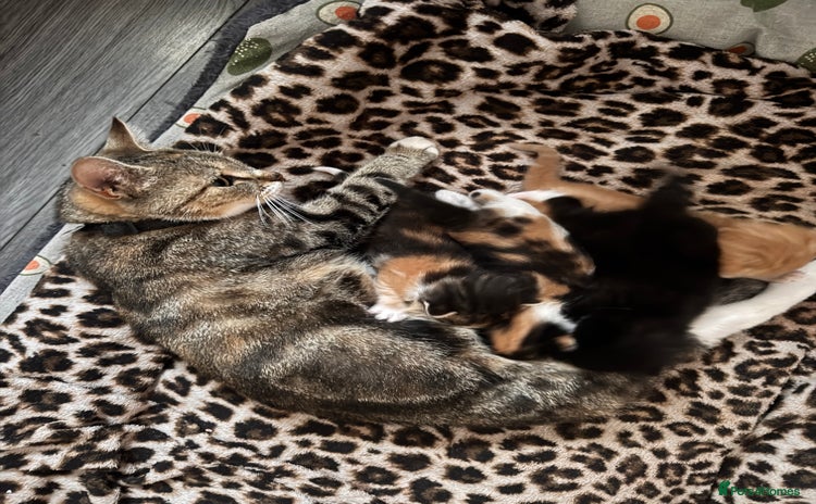 Bengal cats Beautiful kittens  - Advert 6