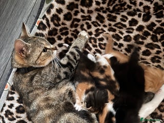 Bengal cats Beautiful kittens - Advert 12