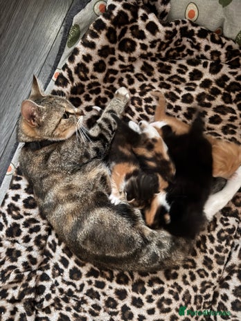 Bengal cats Beautiful kittens - Advert 6