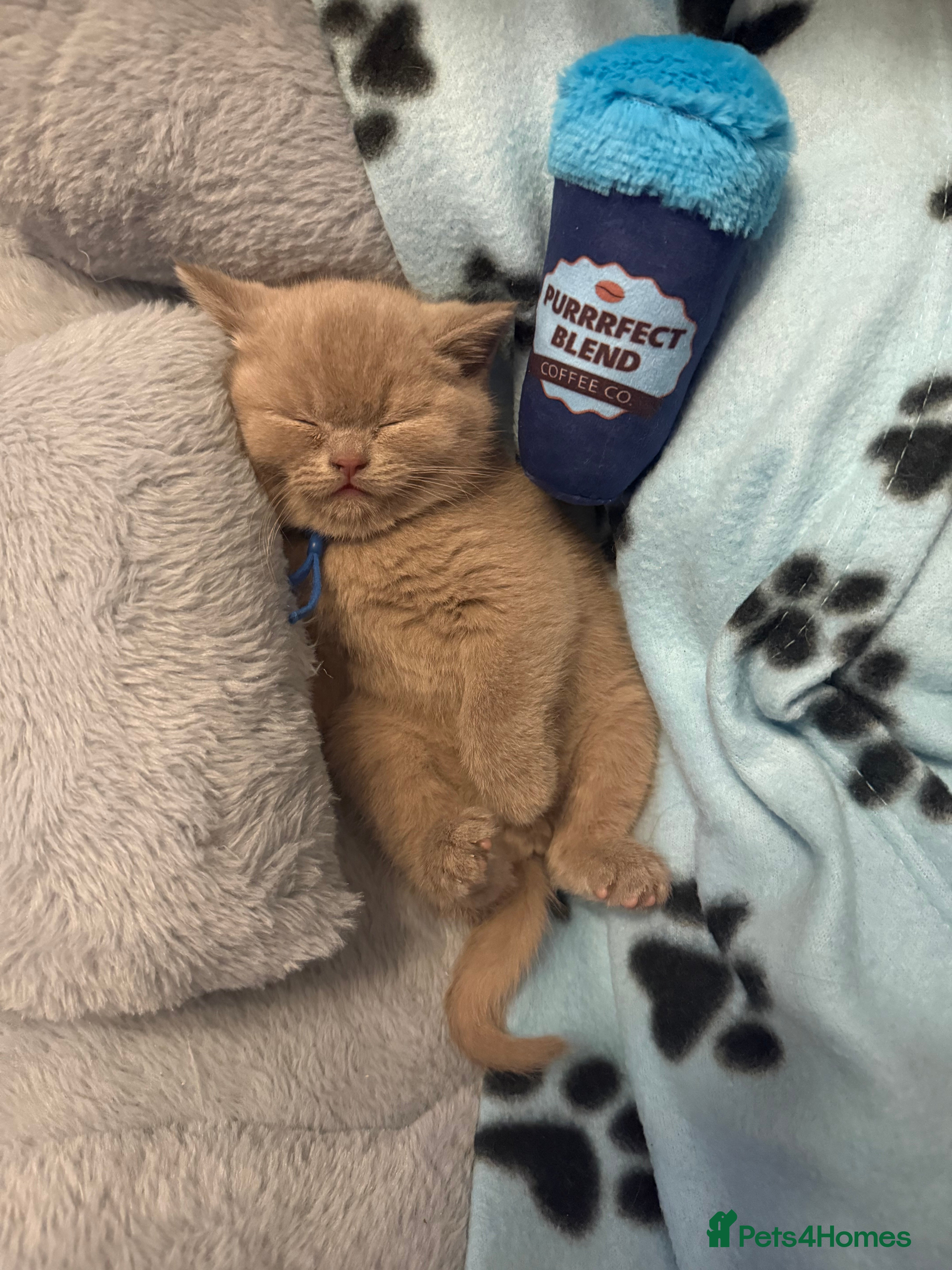 British Shorthair cats Champion Line British Shorthair Kittens - Advert 1