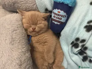 British Shorthair cats Champion Line British Shorthair Kittens - Advert 1