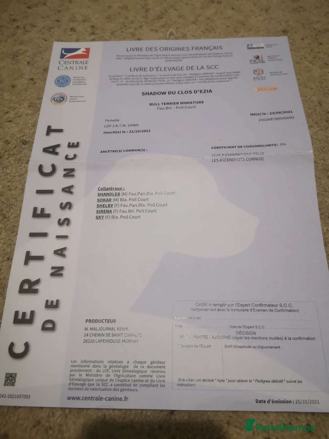 Miniature Bull terrier dogs for sale: Miniature bull terrier female champion bloodlines in Crewe - Advert 10