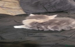 Maine Coon cats for sale: Maine Coon X - Image 5